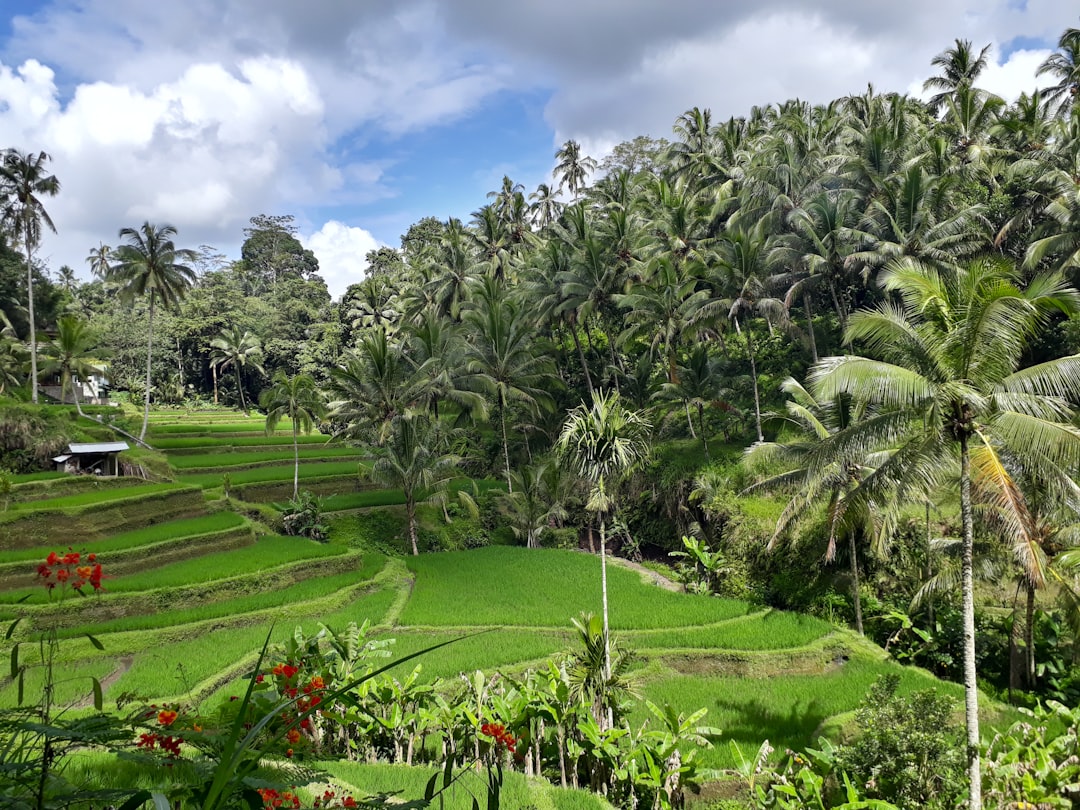 Tegallalang Swing & Terrace Package