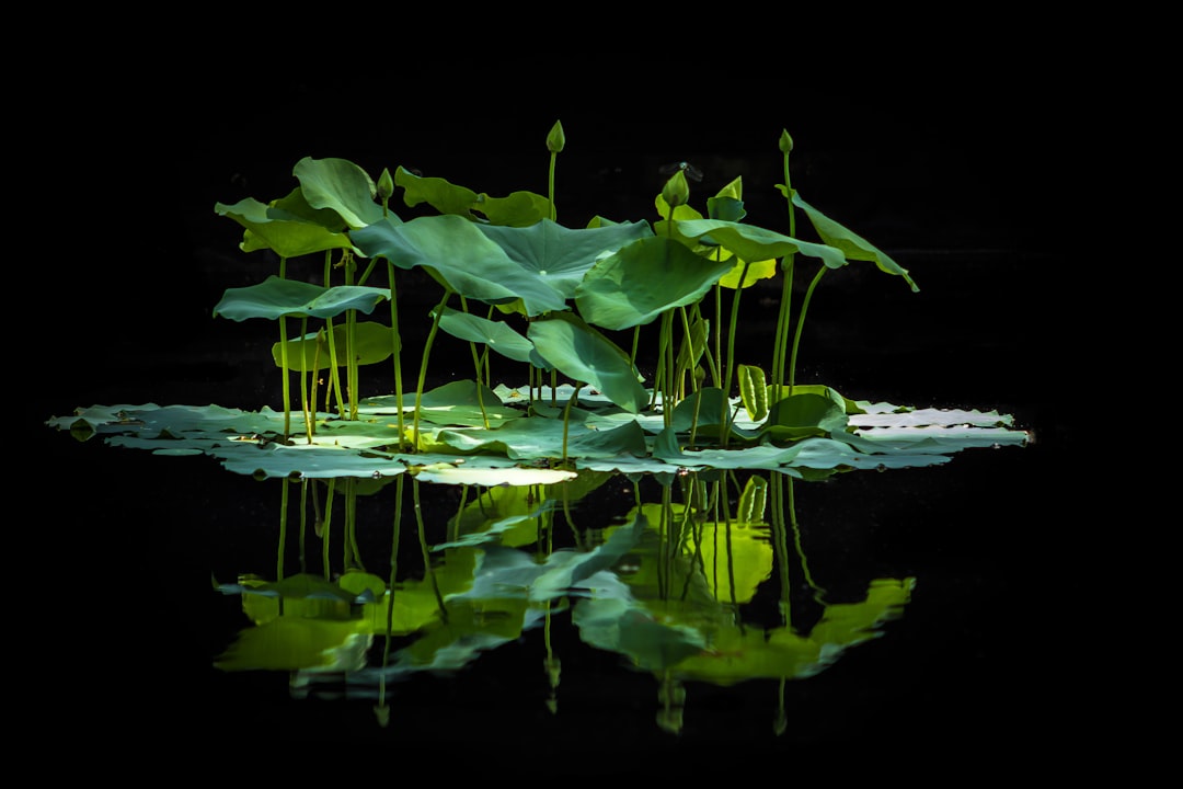 Lotus Pond